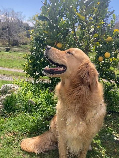 Dog in training β Gold Standard Dog Training, Golden Bay
